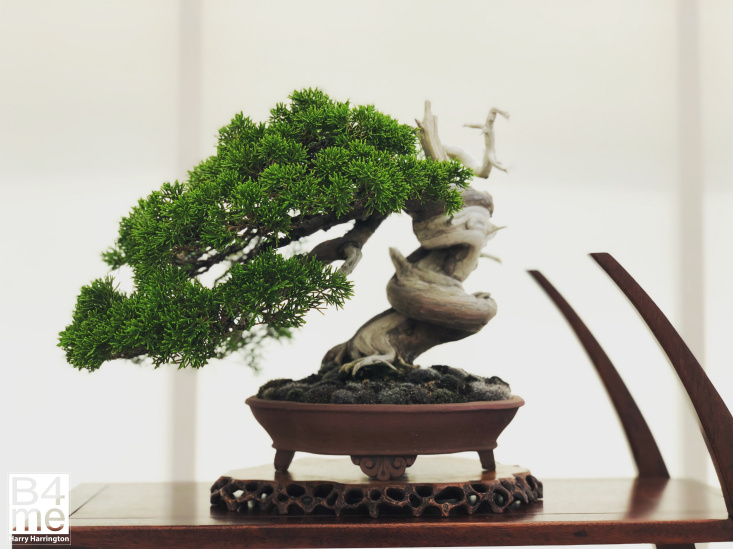 Itoigawa Chinese Juniper bonsai
